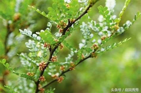 有香味的樹木|芳香不是花的專利，這8種樹木也芳香怡人，適合種植